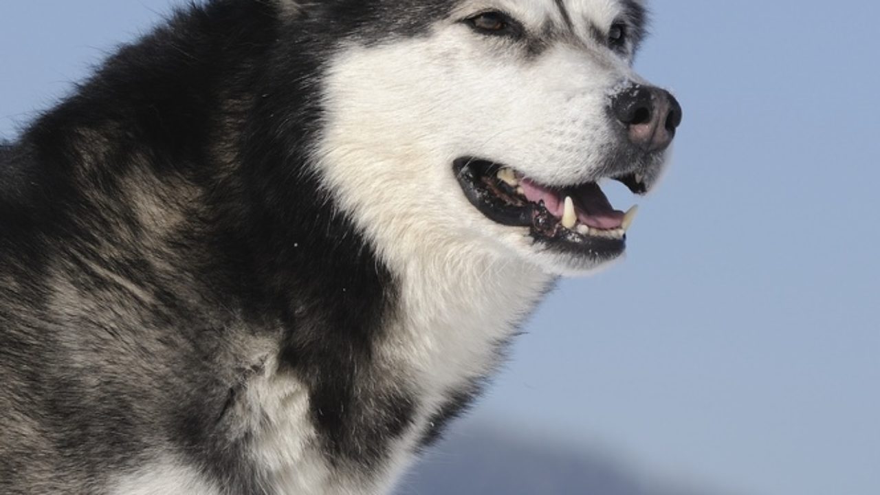 how old is the oldest alaskan malamute