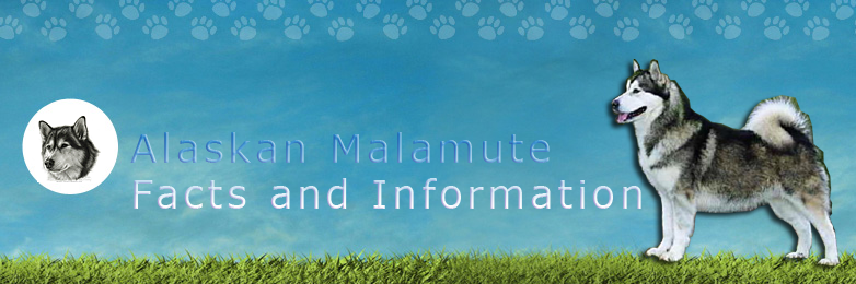 Alaskan Malamutes | Alaskan Malamute Facts and Information